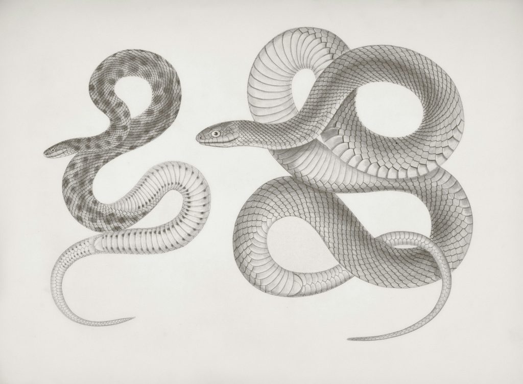 Exploring the Best Python Programming Language Book