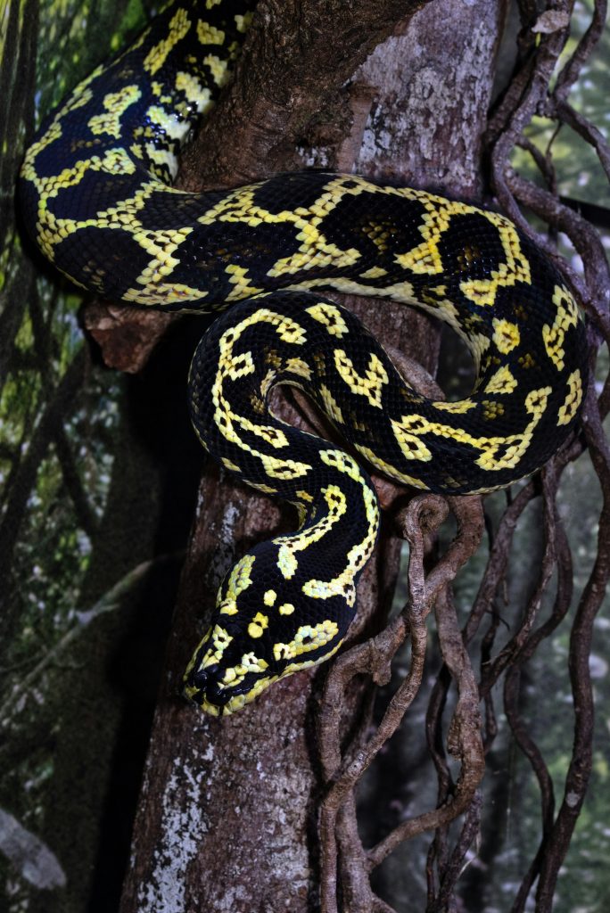 Python Programming for Beginners: The Complete Guide to Mastering Python in 7 Days with Hands-On Exercises – Top Secret Coding Tips to Get an Unfair Advantage and Land Your Dream Job! Python Programming for Beginners: The Complete Guide to Mastering Python in 7 Days with Hands-On Exercises – Top Secret Coding Tips to Get an Unfair Advantage and Land Your Dream Job!