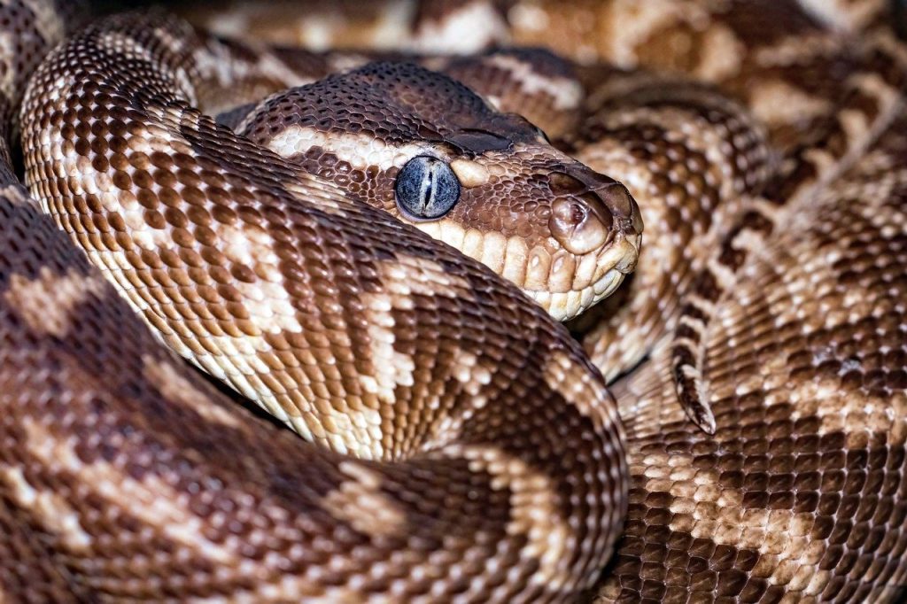 Starting a Project in Python Programming