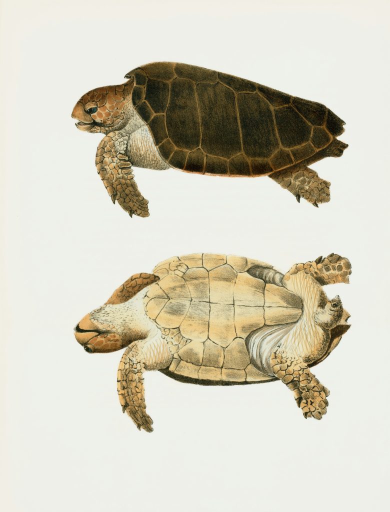 Amazing Rotating Python Graphics Design using Turtle 🐢 #python #pythonshorts #coding #viral #design