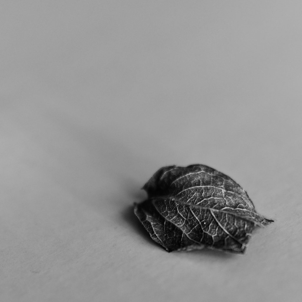 Amazing Rotating Python Graphics Design using Turtle 🐢 #python #pythonshorts #coding #viral #design