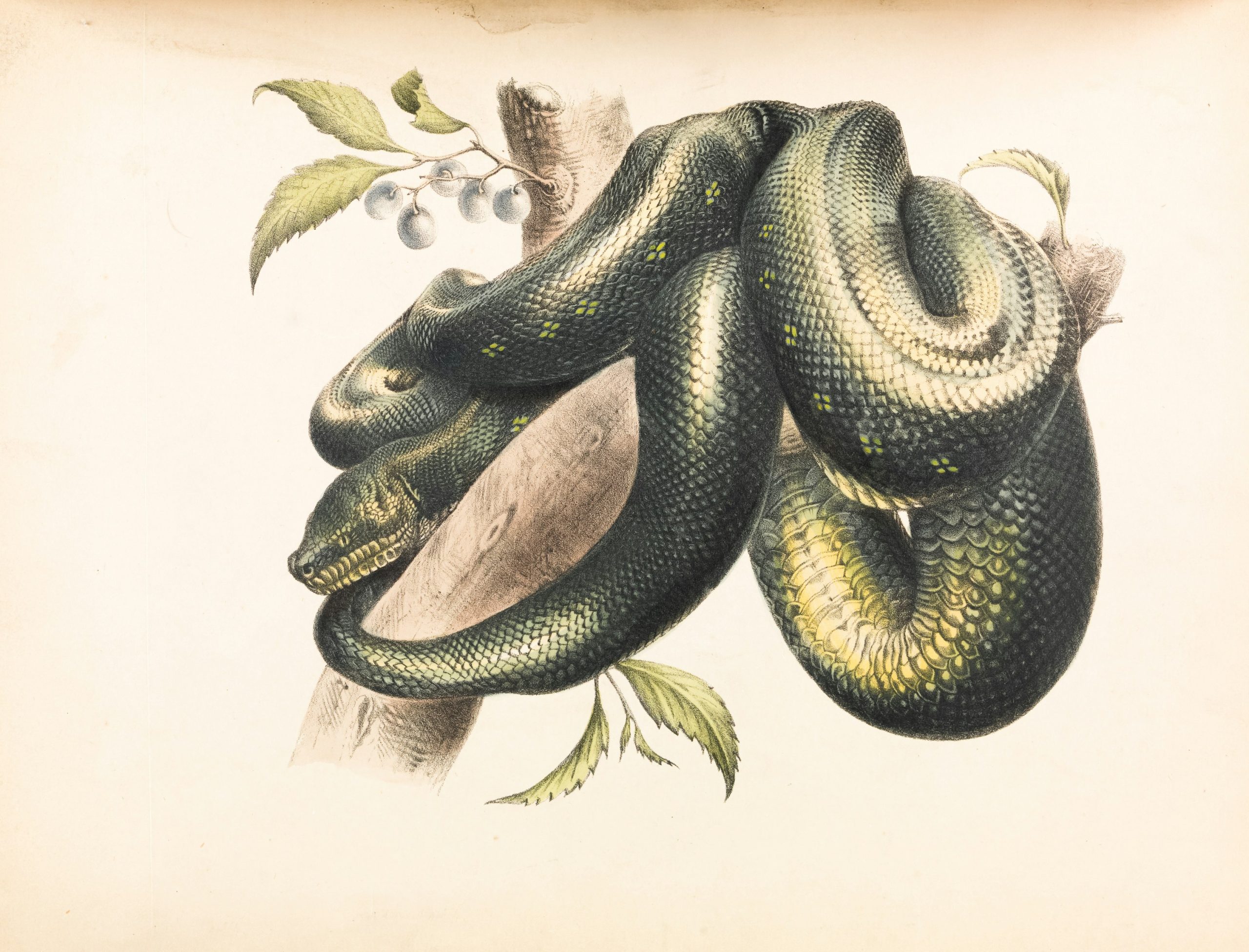Exploring Popular Python Programming Careers