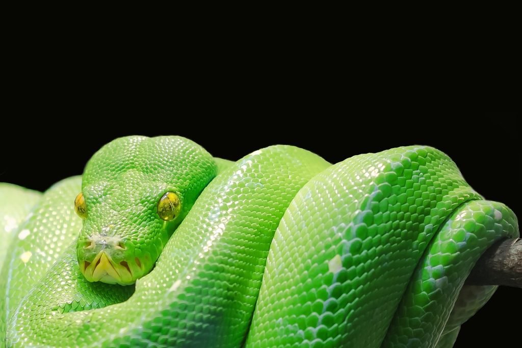 Exploring the Best Books for Python Programming