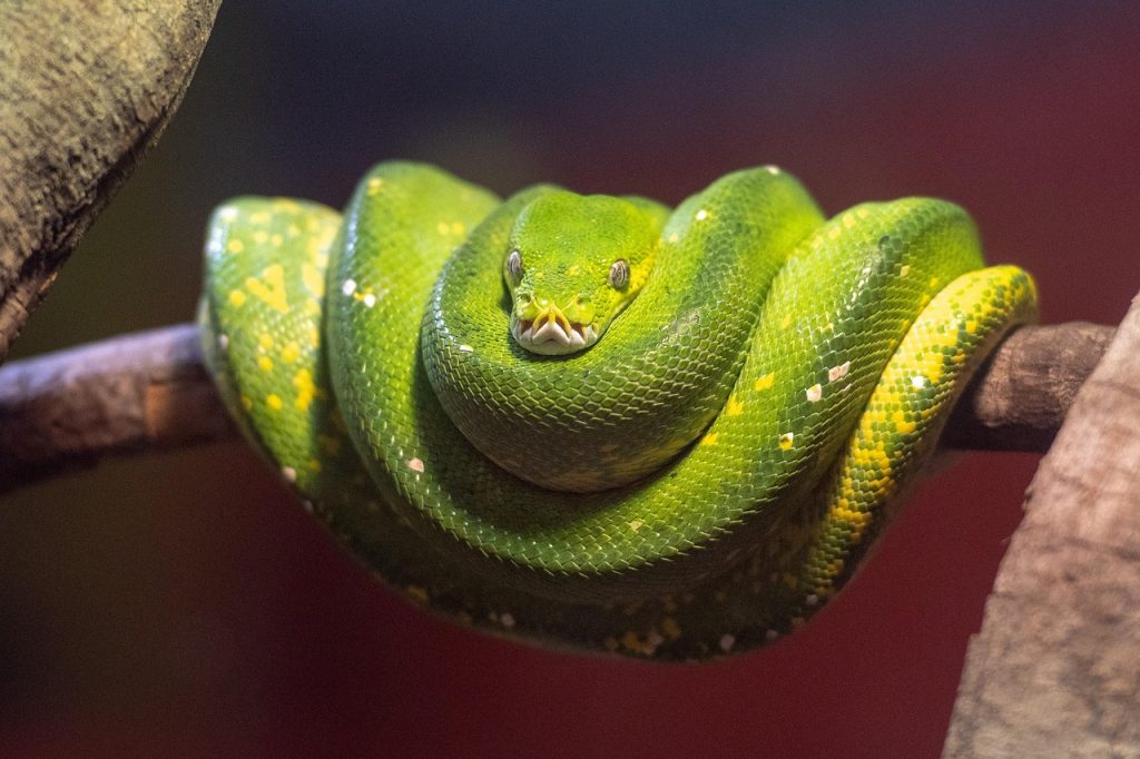 Exploring the Best Jobs for Python Programming Skills