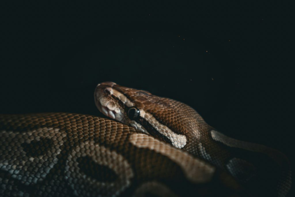 Exploring What Is a Python Programming Job Like? Exploring What Is a Python Programming Job Like?