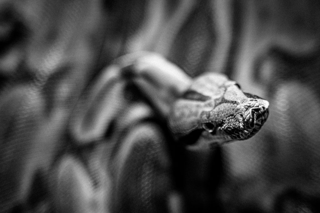 Exploring What Is a Python Programming Job Like? Exploring What Is a Python Programming Job Like?