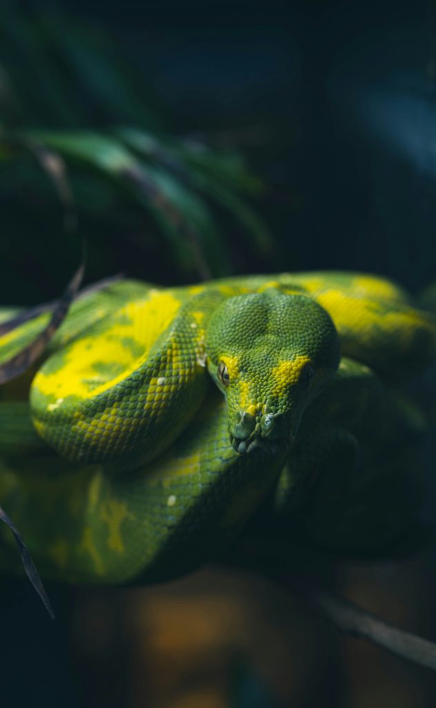 Exploring What Is a Python Programming Job Like? Exploring What Is a Python Programming Job Like?