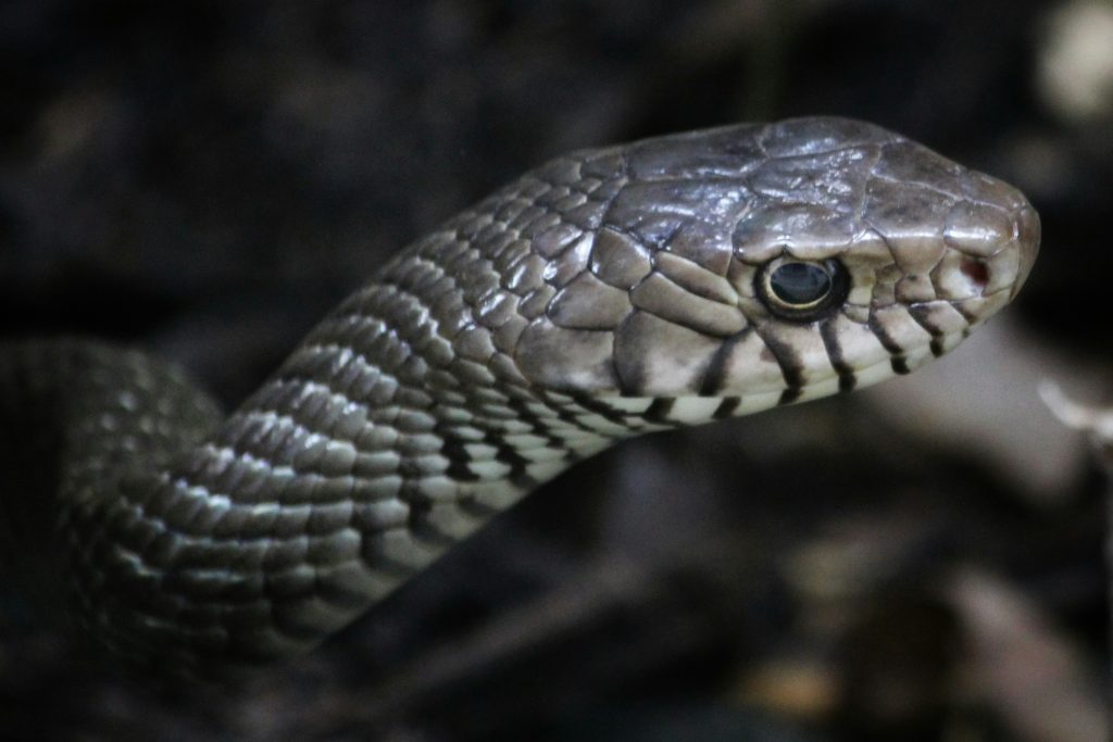 How Do You Use the Python Programming Terminal Effectively? How Do You Use the Python Programming Terminal Effectively?
