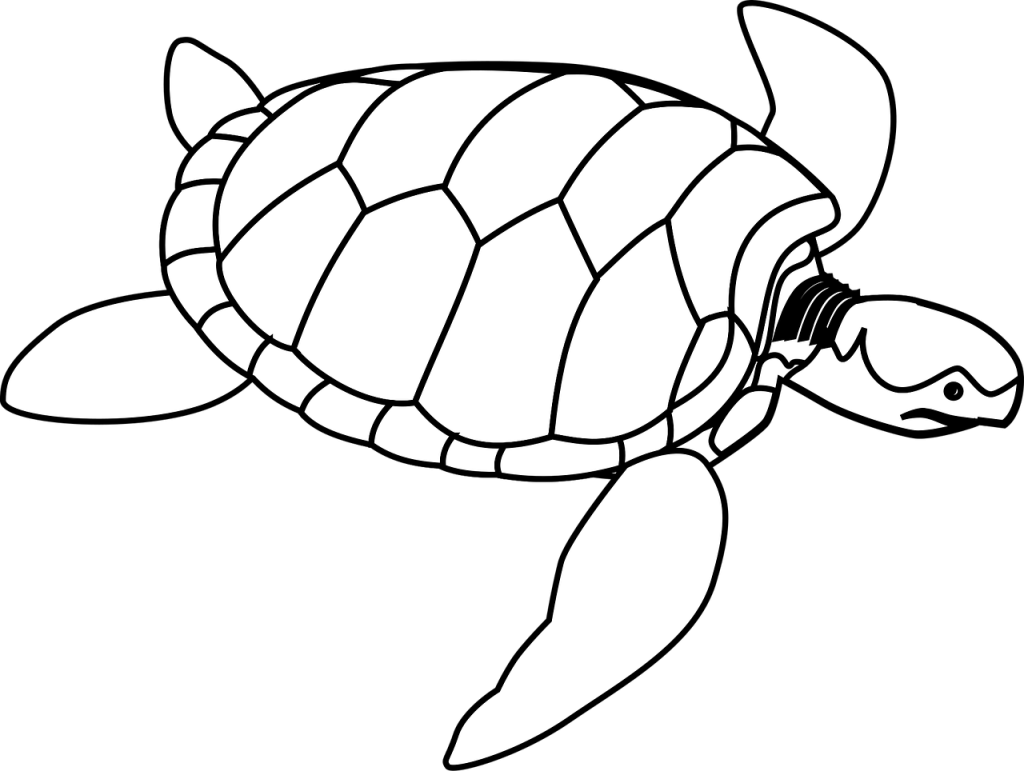 How to create graphics using Python turtle 🐍🐢 #coding How to create graphics using Python turtle 🐍🐢 #coding