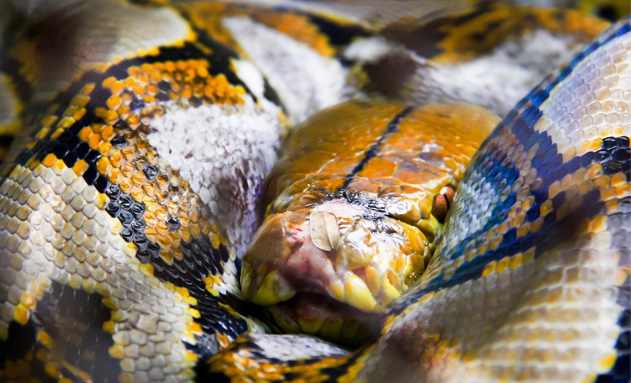 Step-by-Step Python Guide Review