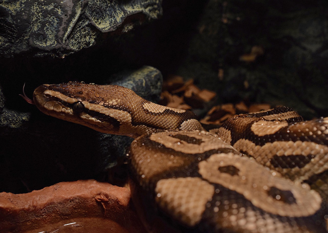 Exploring What Jobs Use Python Programming