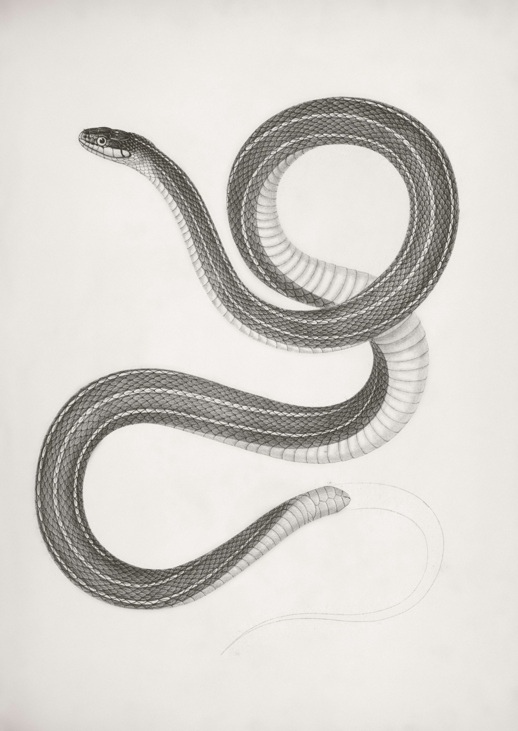 How Much A Python Developer Earn ? | Python Developer Salary In India #Shorts #simplilearn