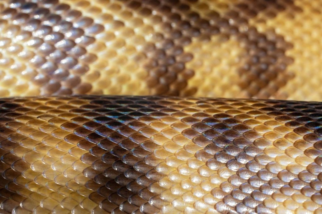 Understanding How Python Programming Works on a Chromebook