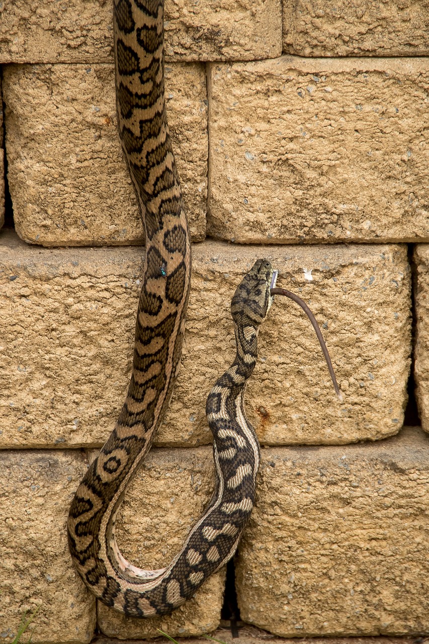 Understanding the Average Python Programming Salary