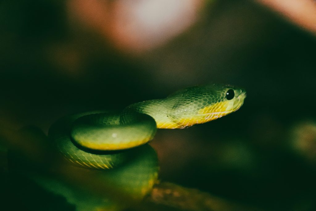How Can You Use Python Programming for Android Development?