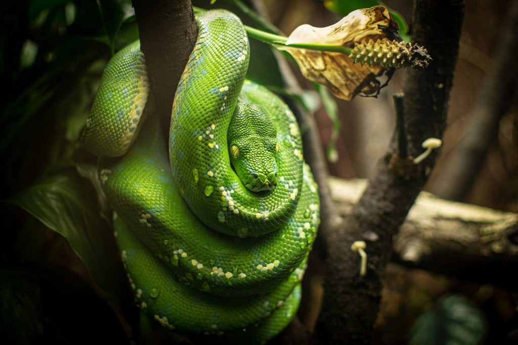 Common Python Programming Interview Questions and Answers