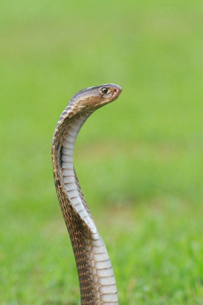 Day 1 of 15 Days Python Tutorial 🚀 | How to Install Python  VS Code #pythontutorial #learnpython