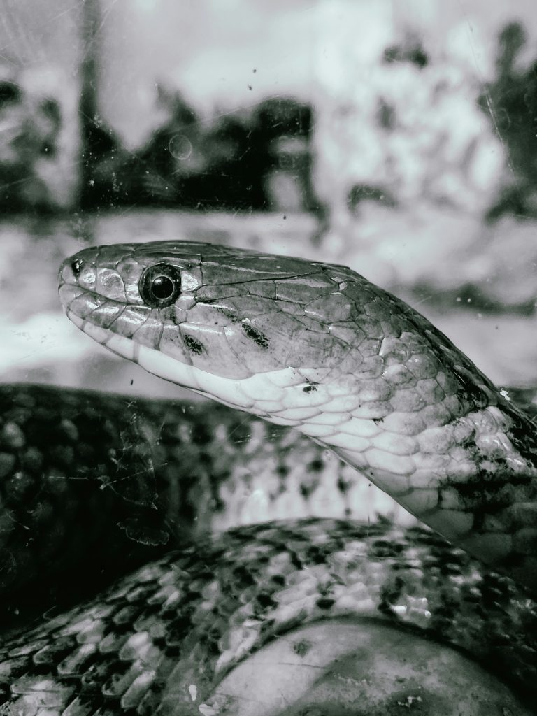 Exploring What Is GIS Python Programming?