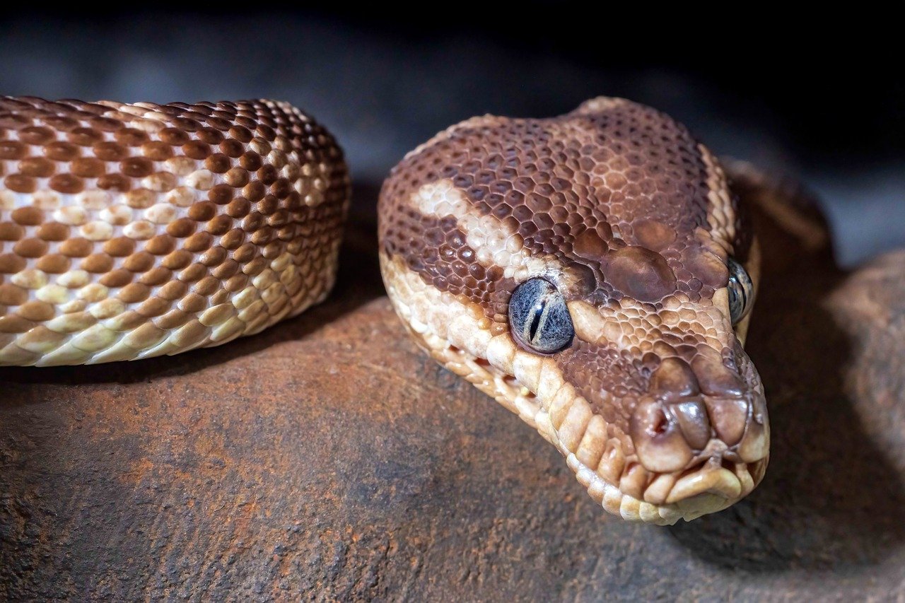 Exploring What You Can Do with Python Programming