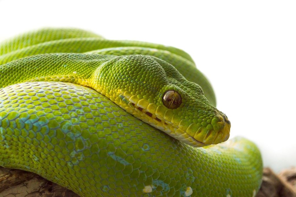 Learn 10 Important Python Concepts in Minutes