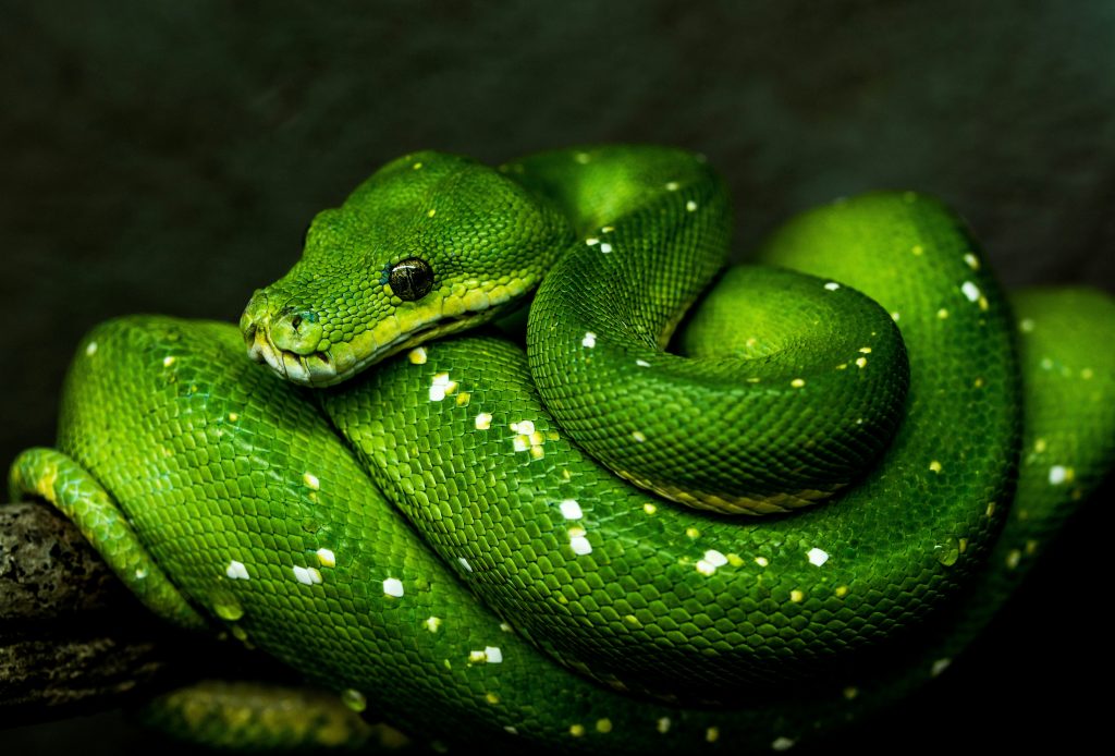 Python in 100 Seconds