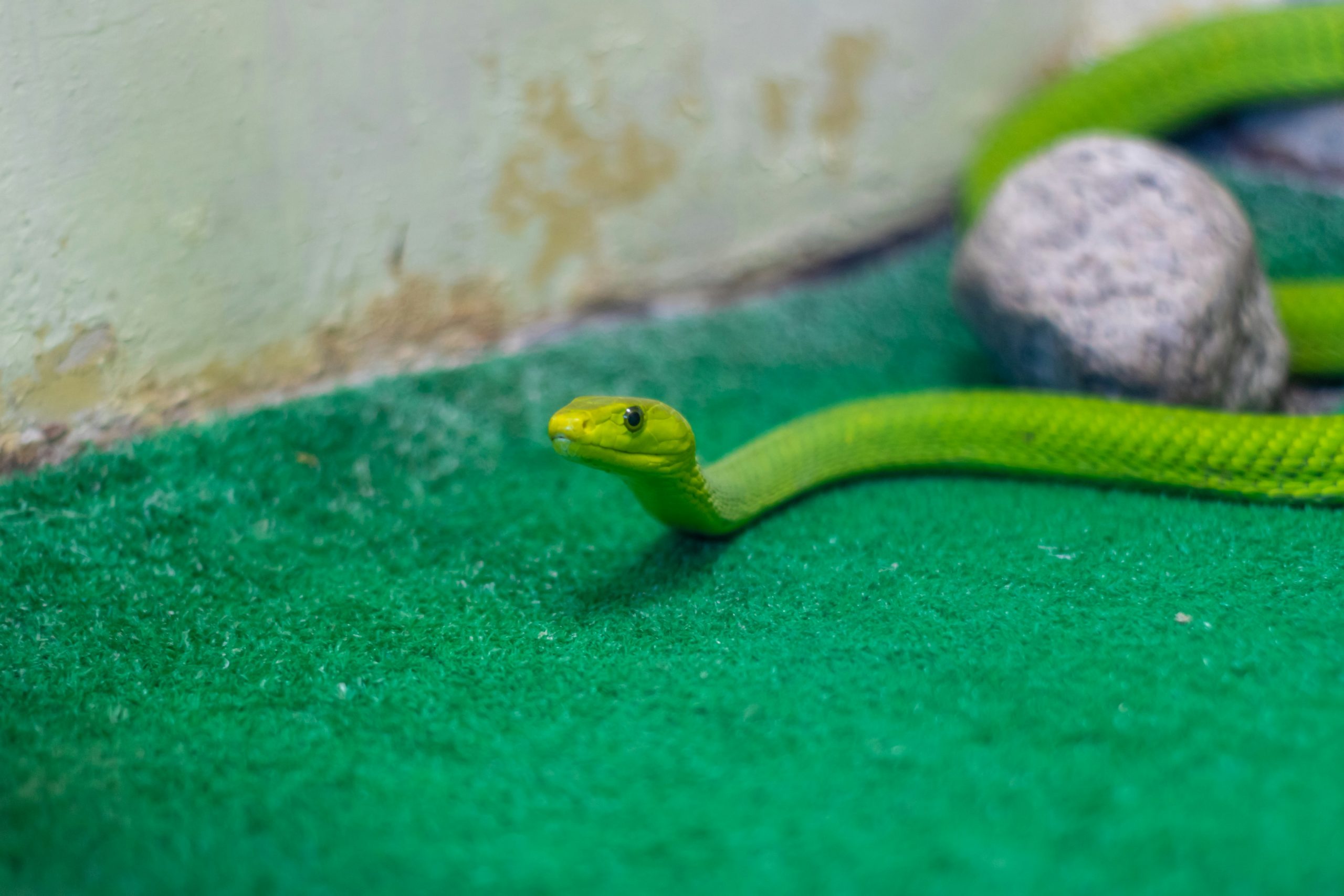 Python Programming and SQL: 5 books in 1 review