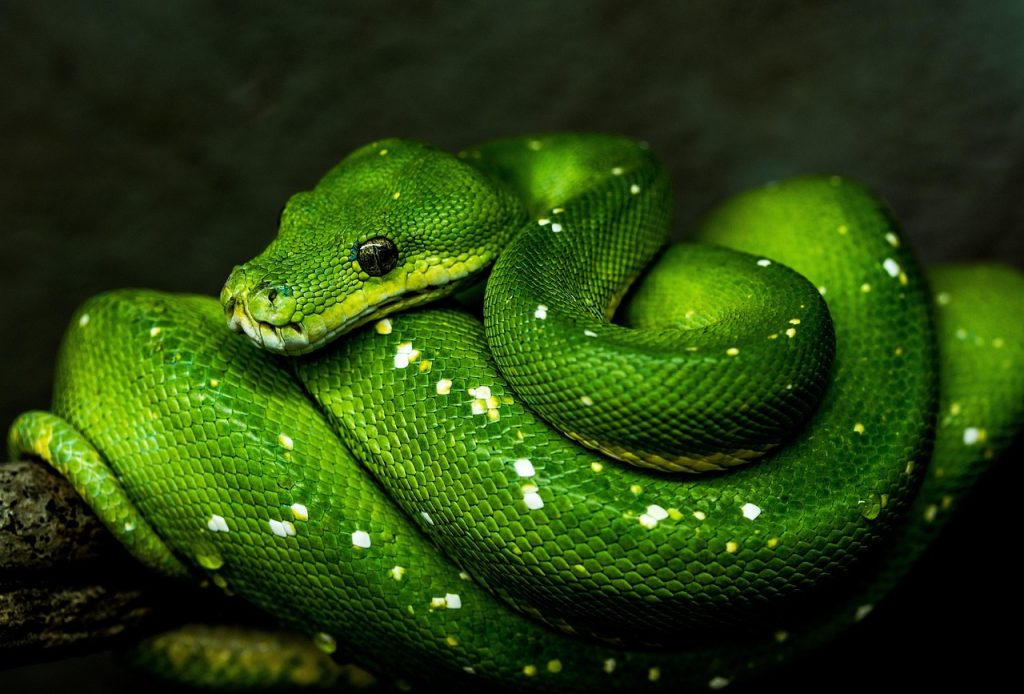 Where Can I Get Python Programming PDF Books?