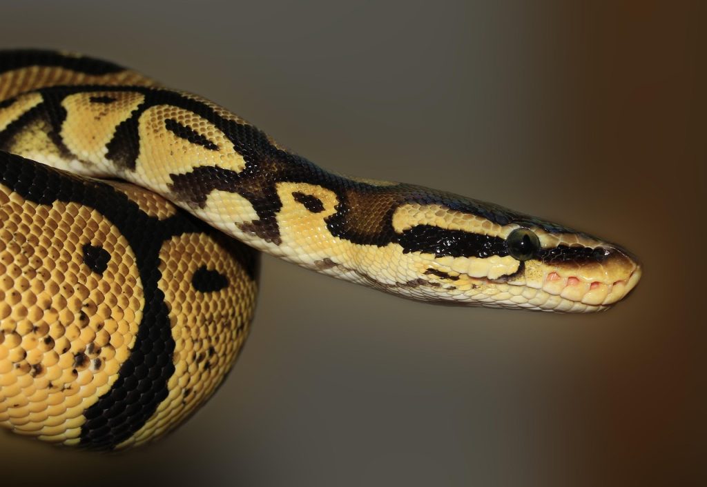 Where to Find PDF Books on Python Programming