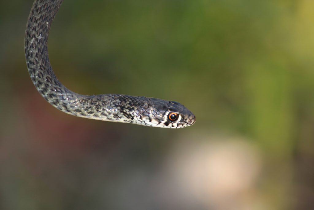 Exploring How Python Is Used in Networking Programming Exploring How Python Is Used in Networking Programming