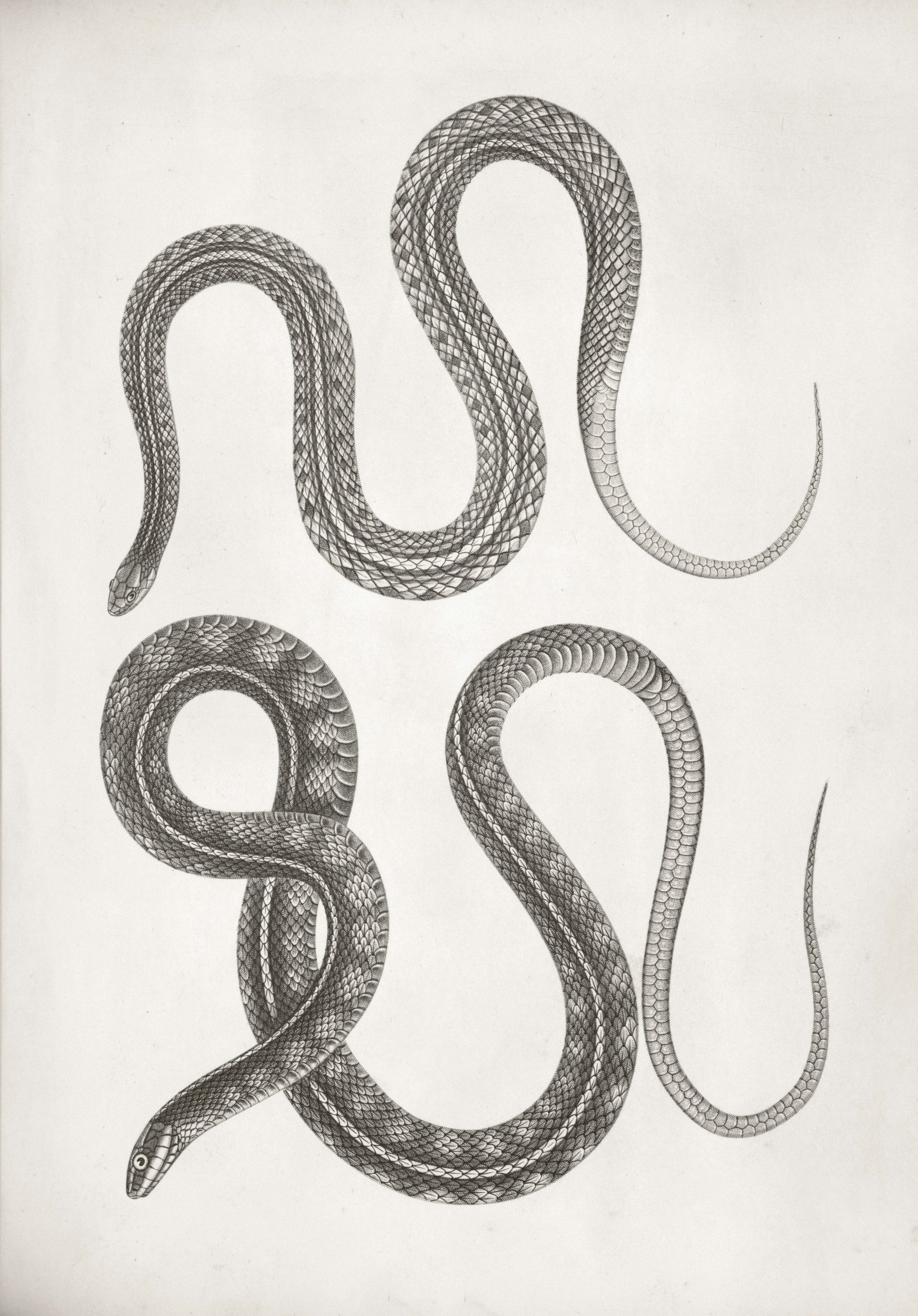 Exploring How Python Is Used in Networking Programming