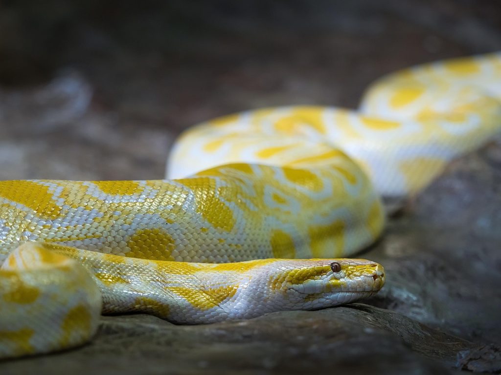 How Do I Learn the Python Programming Language Using PDF Resources?