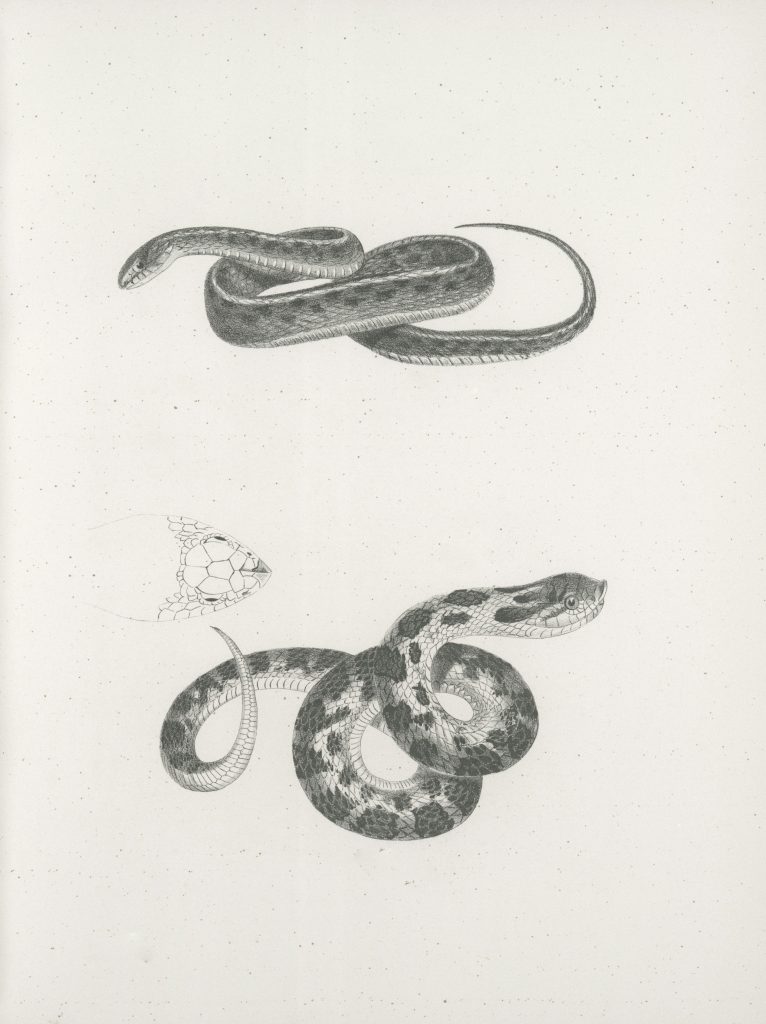 Where Can I Find a Programming Language Python PDF?