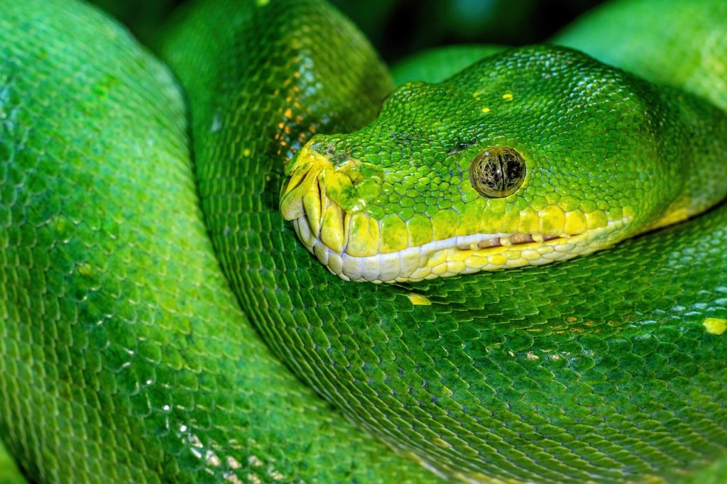 Exploring What Is Covered in John Zelle’s Python Programming Book Exploring What Is Covered in John Zelle’s Python Programming Book