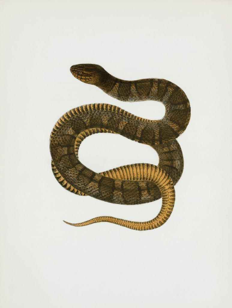 How Do You Run Python Programming on an iPhone?