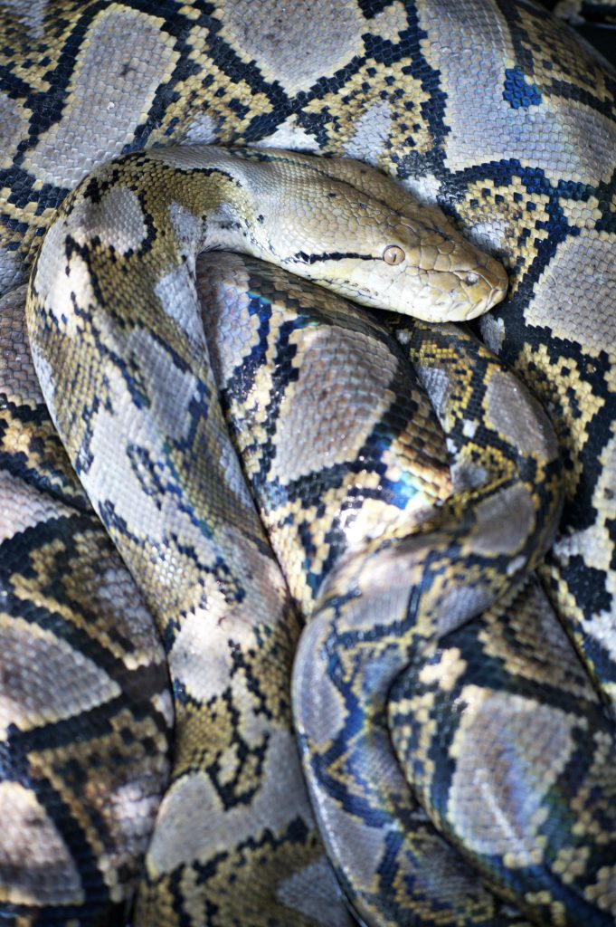 Machine Learning with Python for Beginners: From Zero to Building Real AI Systems: Learn the Core Algorithms and Create Predictive Models