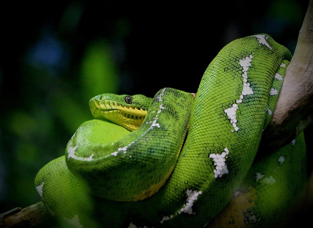 Python Tutorial for Beginners with VS Code 🐍