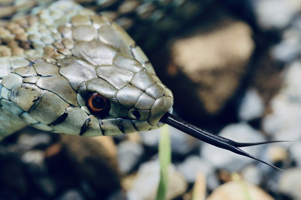 Essential Python Projects for Beginners: Build Skills and Confidence