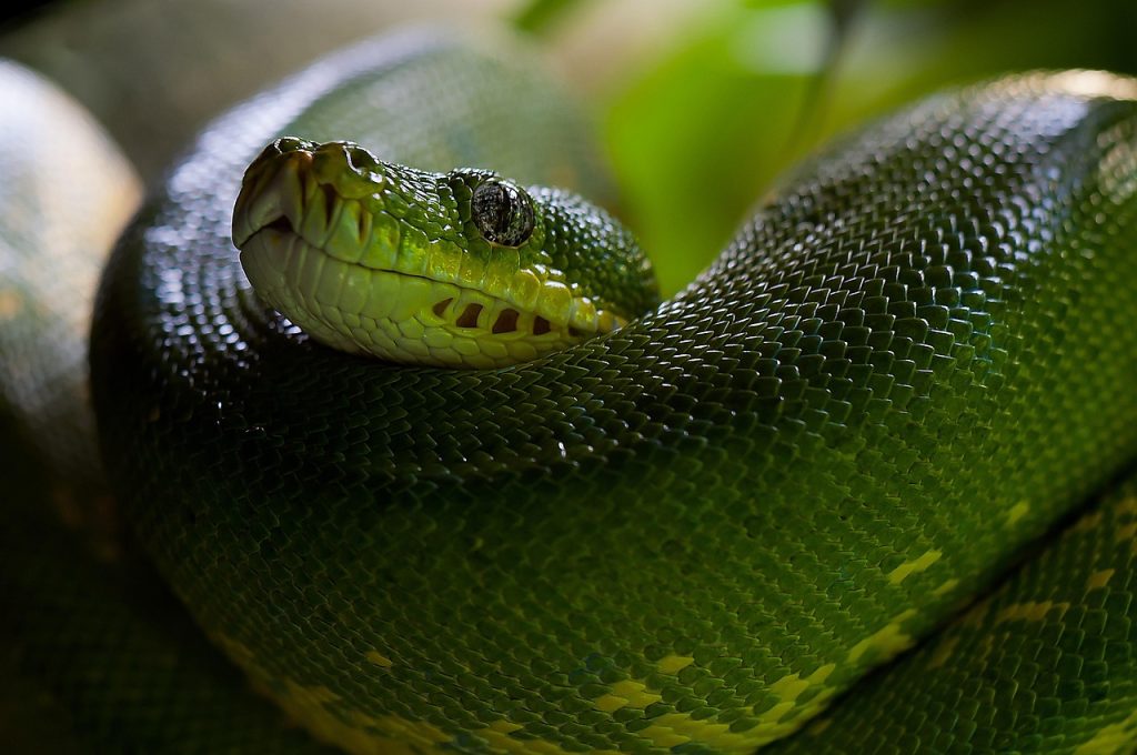 How Python Programming Revolutionizes Network Engineering