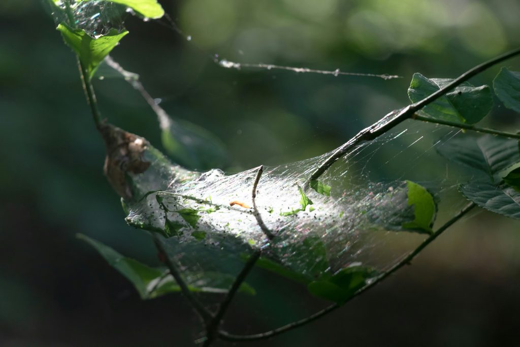 How Web Programming Is Done Using Python