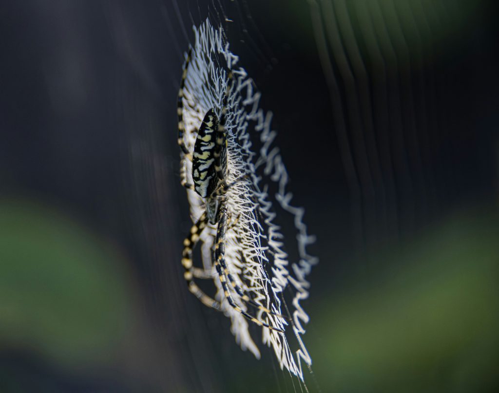 How Web Programming Is Done Using Python