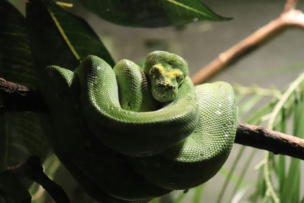 What Is the Best Python Programming Review?